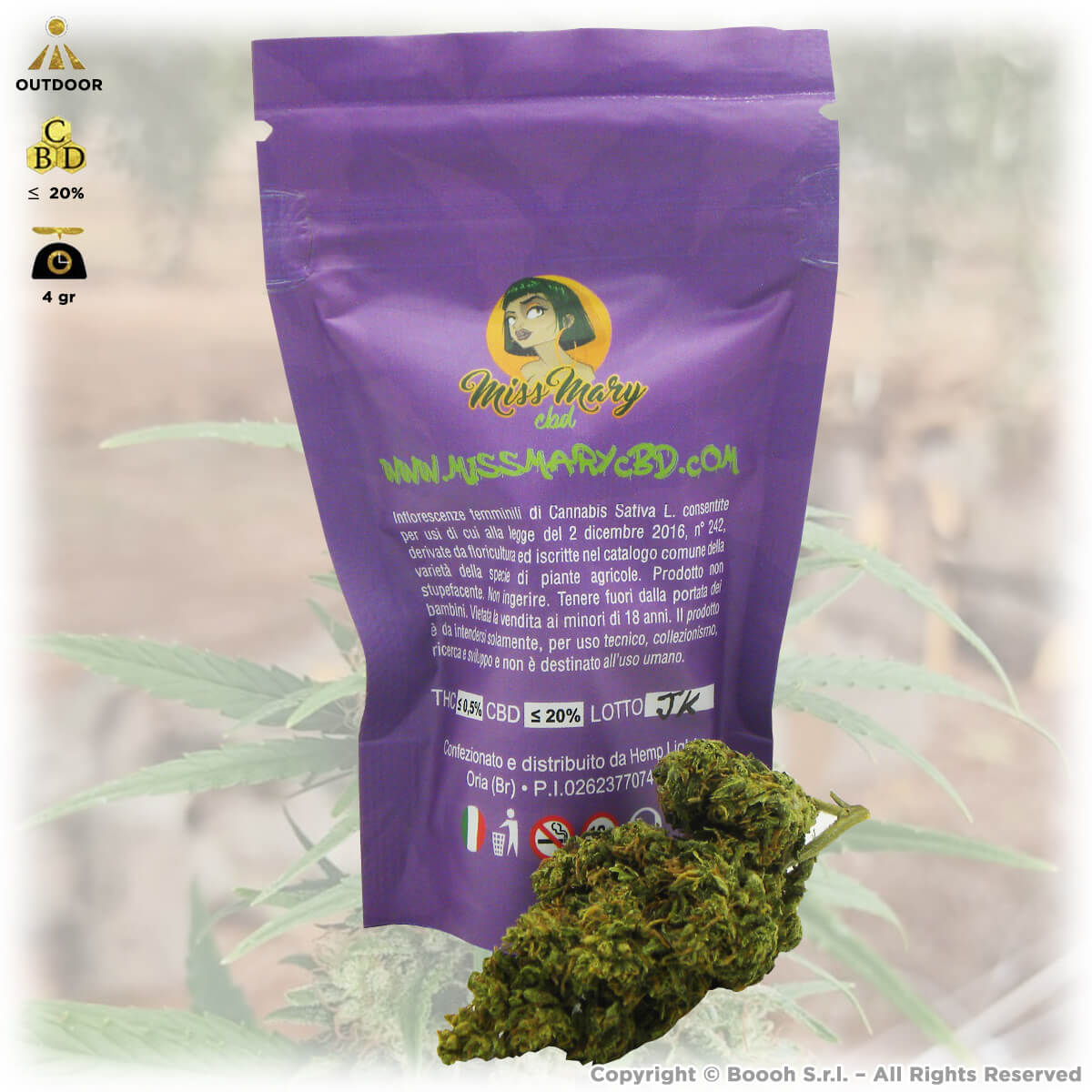 bud fiore infiorescenza cannabis light qualità cheese