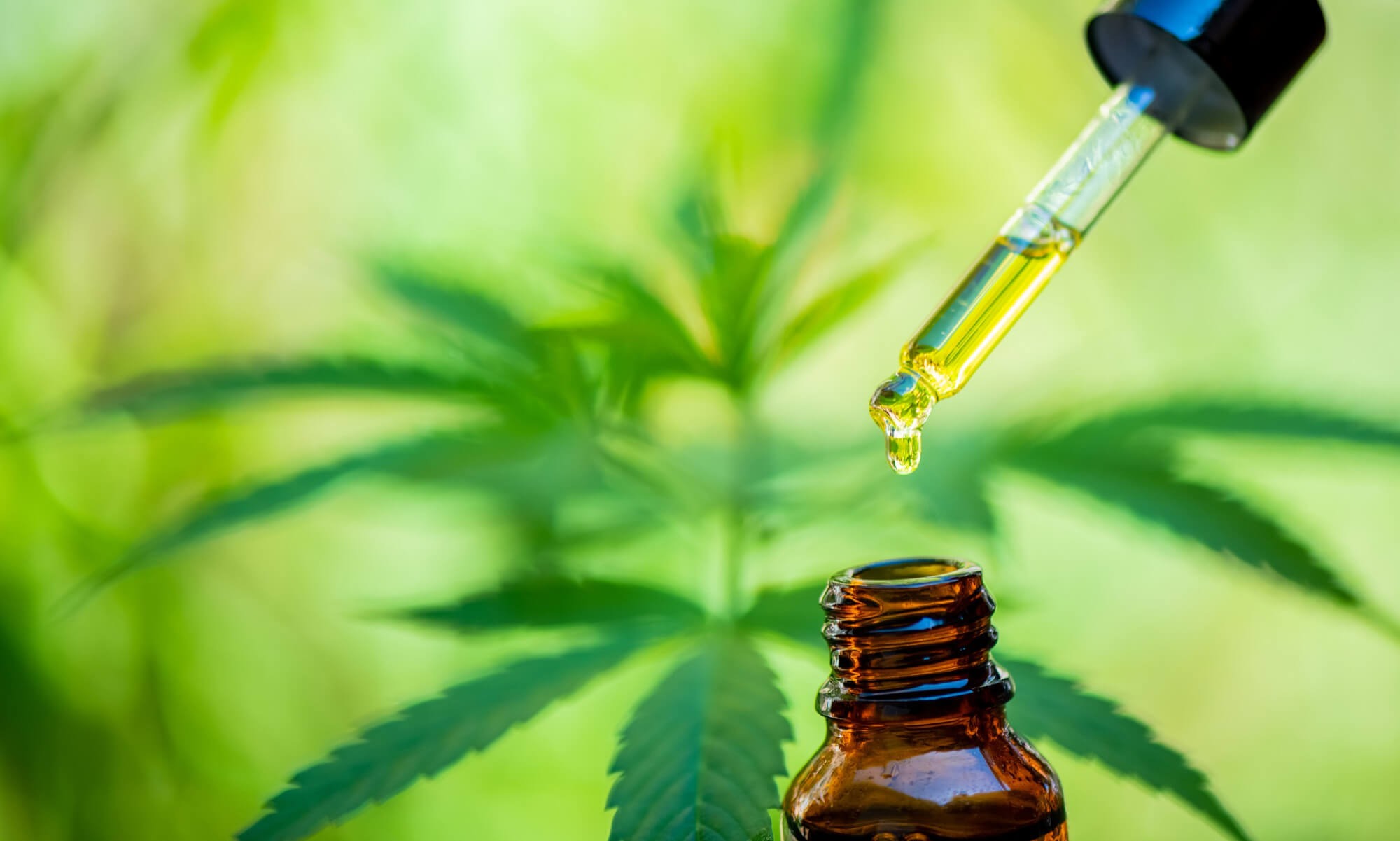 Olio CBD? Ecco come assumerlo